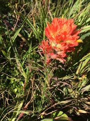 Castilleja affinis affinis