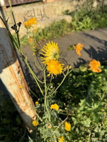 Sonchus arvensis observed 2026-10-25