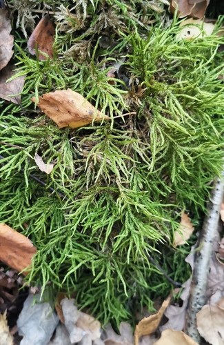 Climacium dendroides observed 2026-10-25