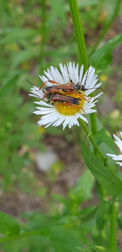 Stenopterus rufus photo 5