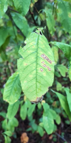 Oemleria cerasiformis, 2026-10-25