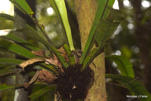 Asplenium australasicum observed 2026-10-21
