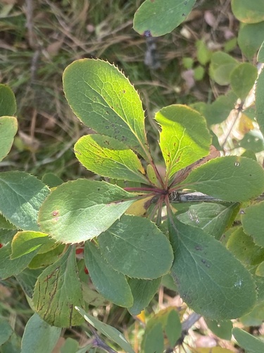 Berberis vulgaris observed 2026-10-25