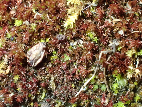 Ceratodon purpureus observed 2026-10-22