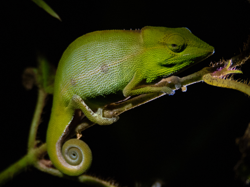 Short-Nosed Chameleon