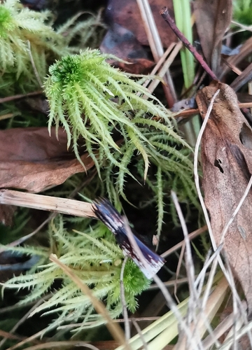 Sphagnum observed 2026-10-25