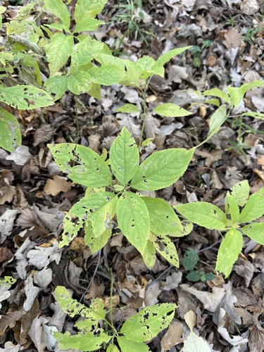 Mercurialis perennis observed 2026-10-25