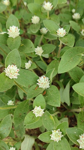 Gomphrena serrata observed 2026-10-25