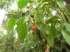 Glossoloma penduliflorum
