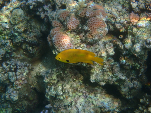 Pomacentrus sulfureus observed 2026-10-14