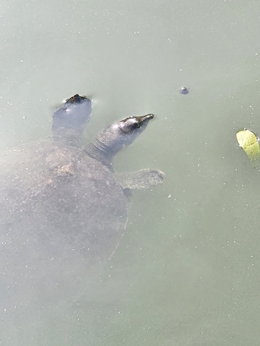 Spiny Softshell