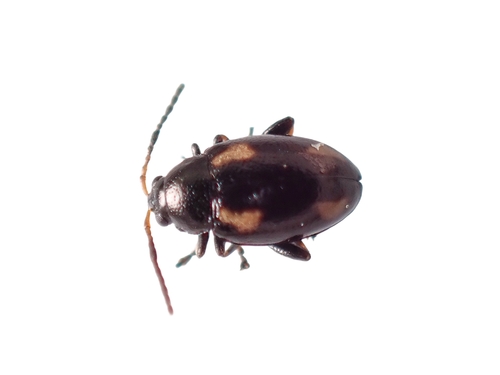 Striped Flea Beetle