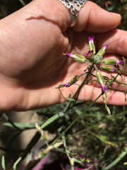 Boechera sparsiflora