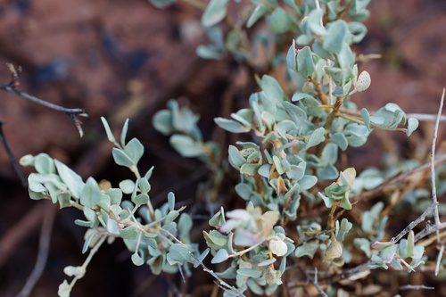 Atriplex confertifolia, 2026-10-24