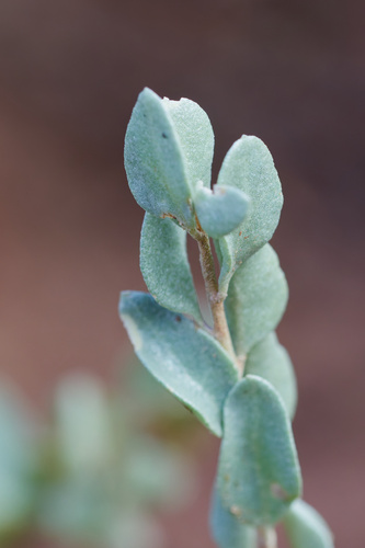 Atriplex confertifolia, 2026-10-24