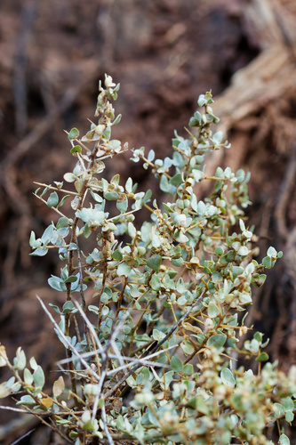 Atriplex confertifolia, 2026-10-24