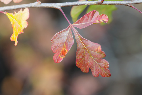 Rhus trilobata observed 2026-10-24