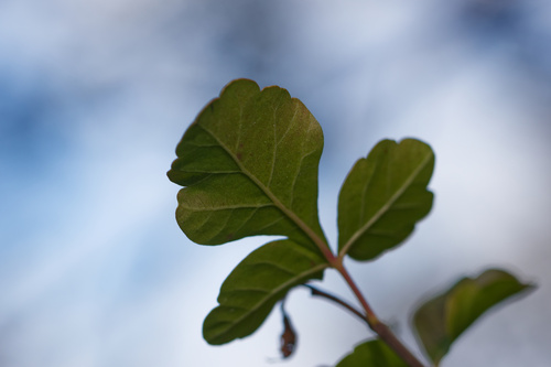 Rhus trilobata observed 2026-10-24