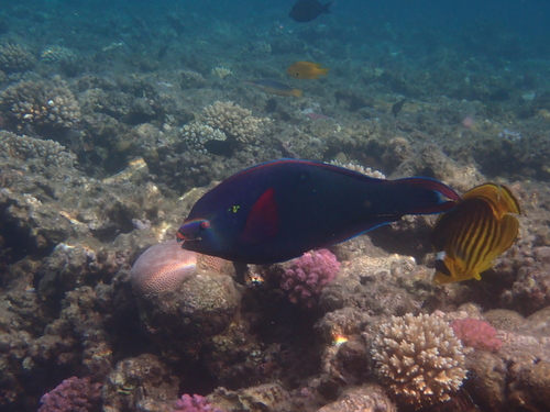 Scarus niger observed 2026-10-14