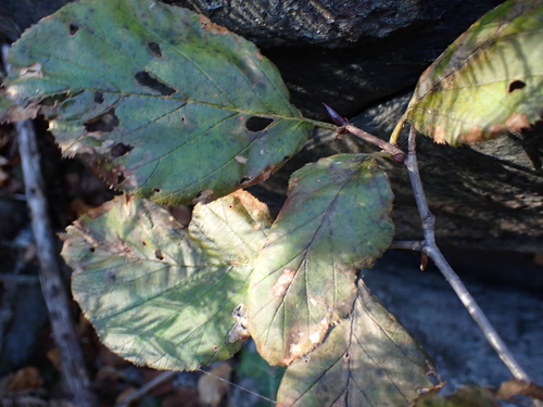 Alnus alnobetula observed 2026-10-24