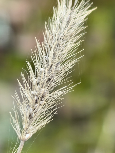Setaria viridis observed 2026-10-25