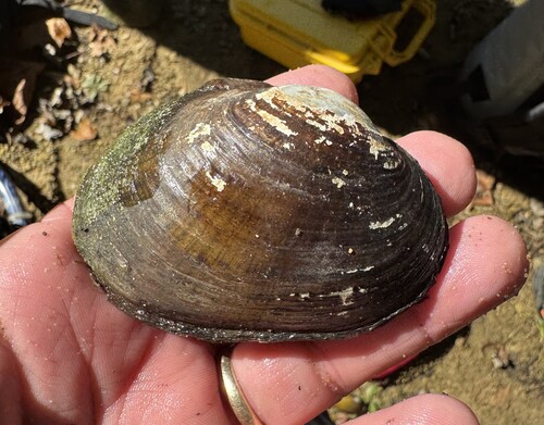 Lampsilis fasciola, 2026-10-23