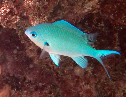 Chromis atripectoralis observed 2026-10-21