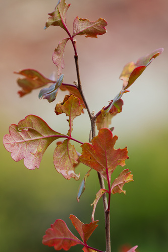 Rhus trilobata observed 2026-10-24