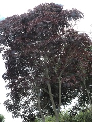 Euphorbia cotinifolia