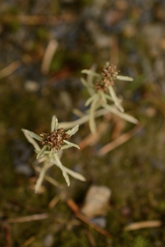 Gnaphalium uliginosum observed 2026-10-25