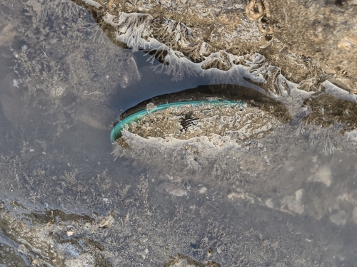 Perna viridis observed 2026-10-25