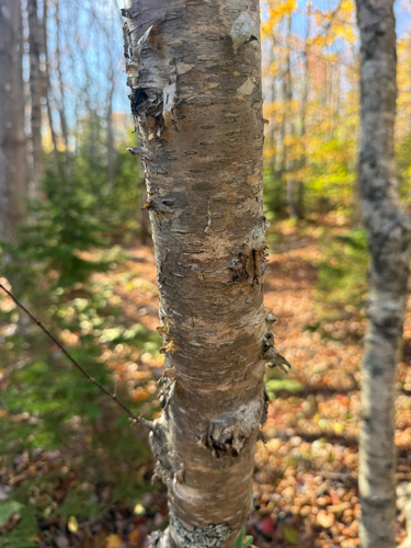 Betula alleghaniensis, 2026-10-25