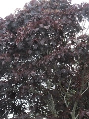 Euphorbia cotinifolia