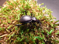 Scaphinotus cristatus