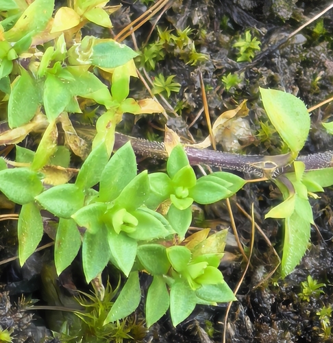 Arenaria serpyllifolia observed 2026-10-25