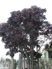 Euphorbia cotinifolia