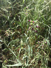 Boechera sparsiflora