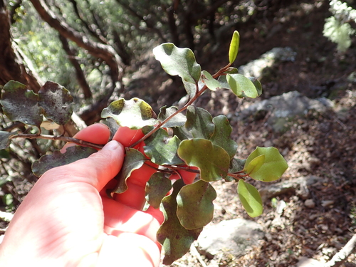 Olearia paniculata observed 2026-10-25