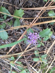 Ceanothus prostratus