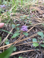 Ceanothus prostratus