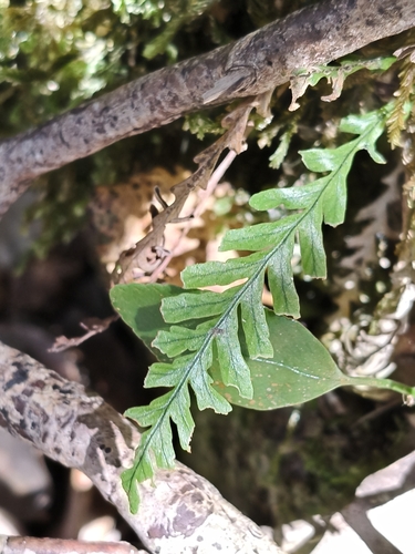 Notogrammitis heterophylla observed 2026-10-25