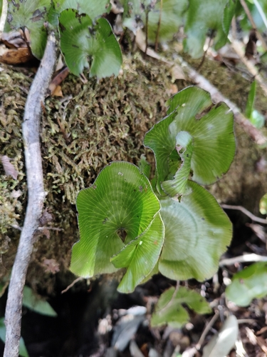Hymenophyllum nephrophyllum observed 2026-10-25