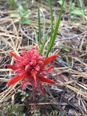 Pedicularis densiflora aurantiaca