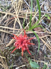 Pedicularis densiflora aurantiaca