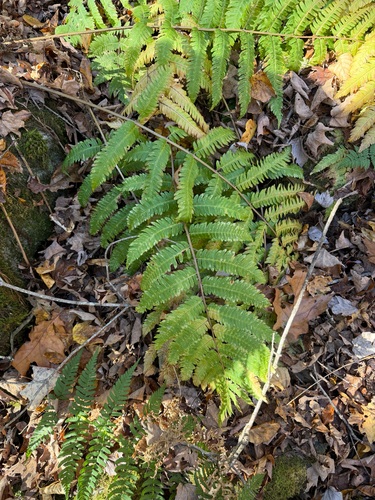 Dryopteris goldieana observed 2026-10-25