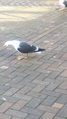 Larus fuscus