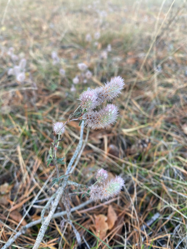 Trifolium arvense observed 2026-10-25