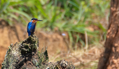 Corythornis vintsioides