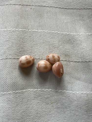 Pusula pediculus observed 2026-10-25