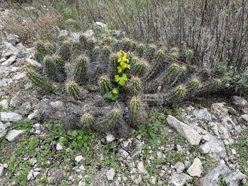 Strawberry Cactus